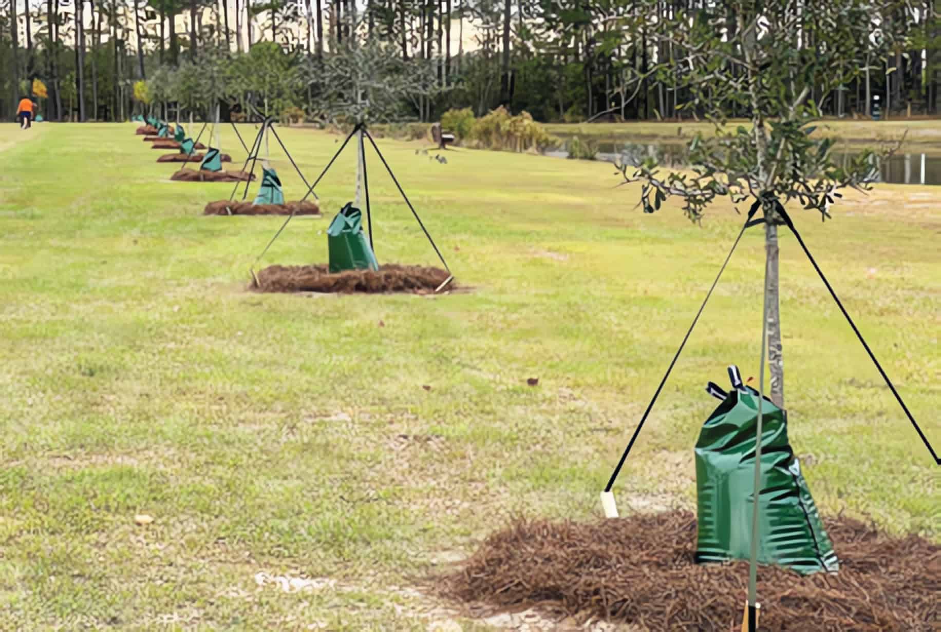 A row of newly planted trees with volunteers in the background