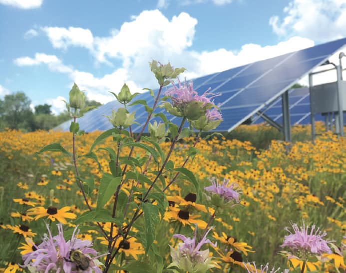 Solar panels with a field of sunflowers in the foreground