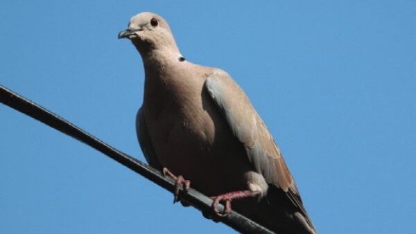 A dove is seen hanging out on a wire.