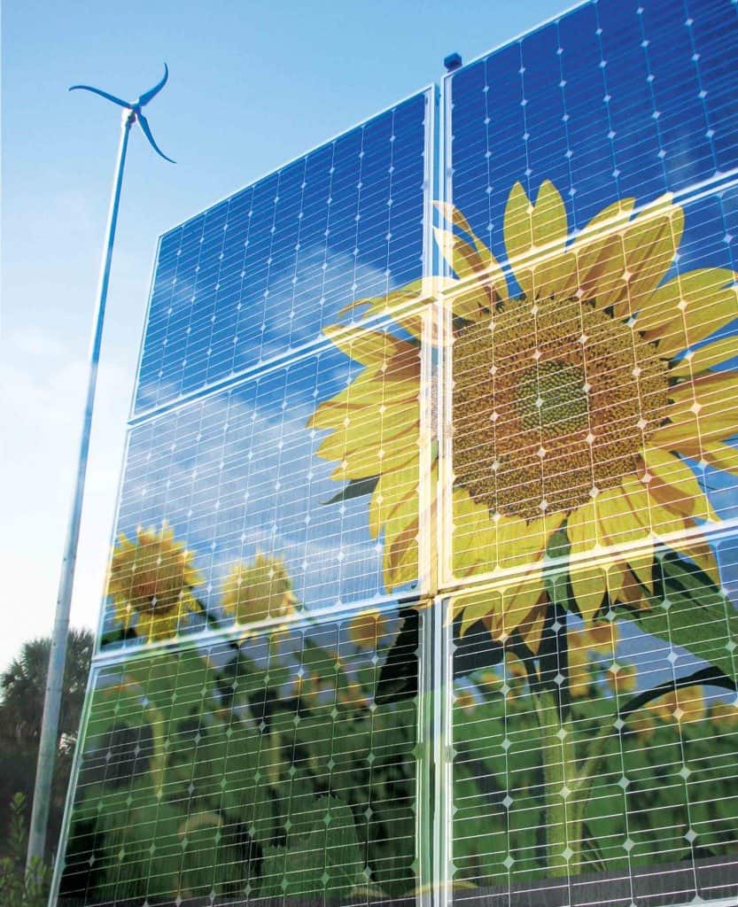 Solar panels reflect sunflowers